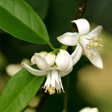 Orange Blossoms Flower Meaning