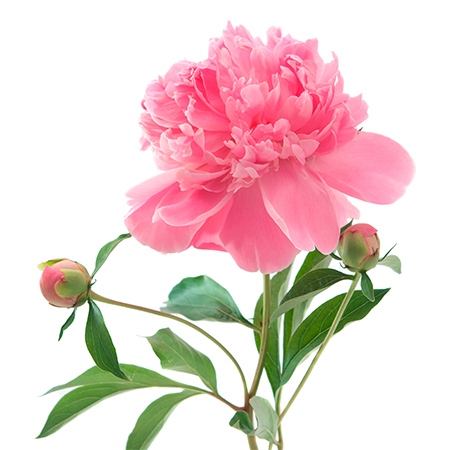 Pink Peony Flower Meaning