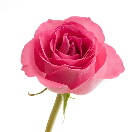 Pink Rose Flower Meaning
