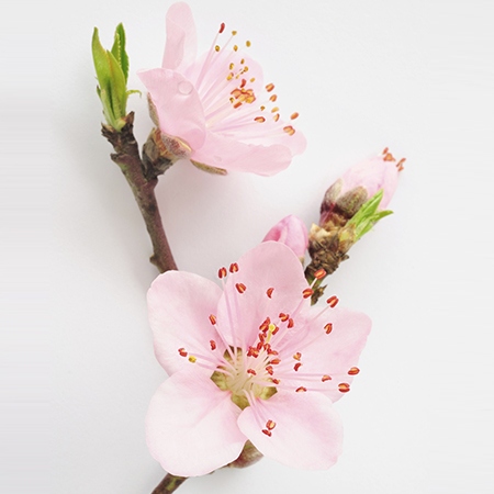 Peach Blossom Flower Meaning