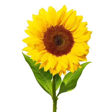 Beautiful Sunflower Flower Meaning