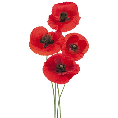 Red Poppy Flower Meaning