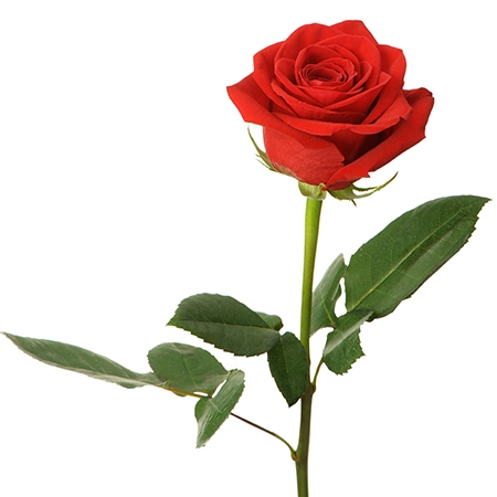 Red Rose Flower Meaning