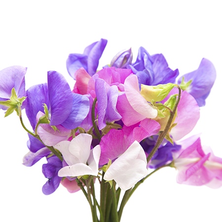 Sweet Pea Flower Meaning