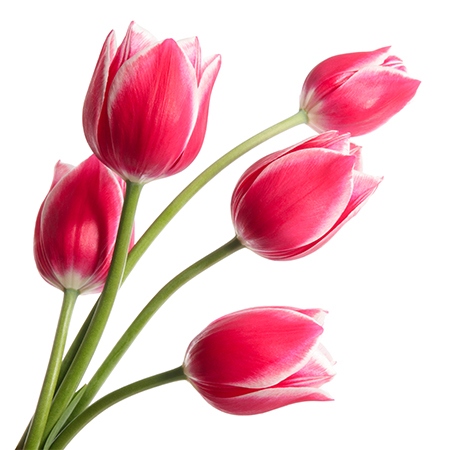 Bright Pink Tulips Flower Meaning