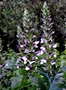 acanthus