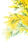 acacia