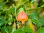 Abutilon