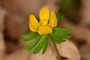 aconite