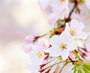 almond-blossom