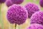 Alliums