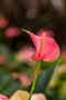 anthurium