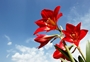 amaryllis