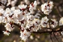 apricot-blossom