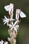 Asphodel