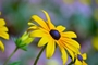 black-eyed-susan