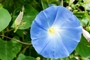 bindweed