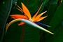 Bird-of-paradise