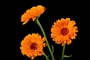 calendula