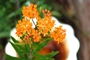 butterfly-weed