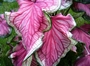 caladium