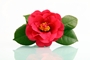 camelia