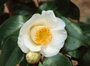 camelia