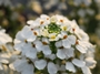 candytuft