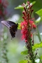 cardinal-flower