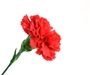 carnation