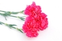 carnation