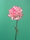 carnation