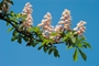 Chestnut-flower