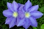 clematis