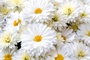 Chrysanthemum