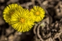 Coltsfoot