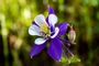 Columbine