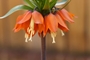 Crown-imperial