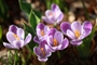 crocus