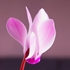 Cyclamen