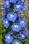 Delphinium