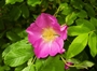 Dog-Rose