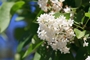 Elderberry-Blossom