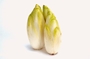 Endive