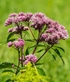 eupatorium