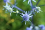 Eryngium