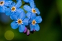 Forget-me-not