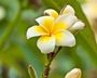 Frangipani