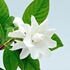 Gardenia