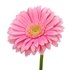 Gerbera